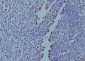 Anti-EIF4A1 Antibody Picoband™ (monoclonal, 3F11)